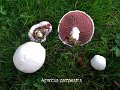 Agaricus campestris-amf131-1